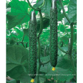 HCU09 Renshi 36cm lang, F1 Hybrid Gurkensamen in Gemüsesamen zum Anpflanzen